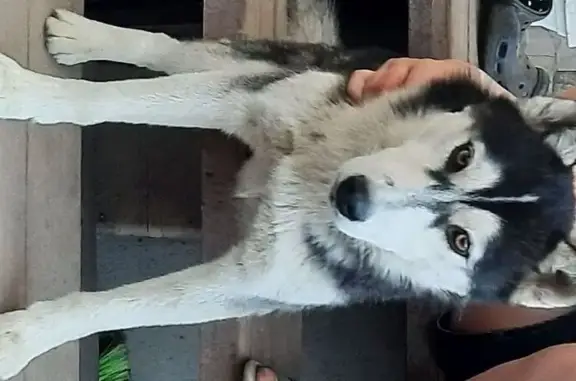 Собаки потеряшки, Вольск, фото: Потеряшка хаски, ул. Водопьянова, 79/81