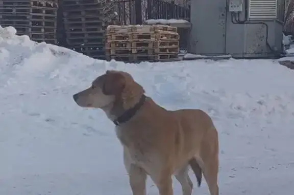 Собака найдена: Юношеская ул., Липецк