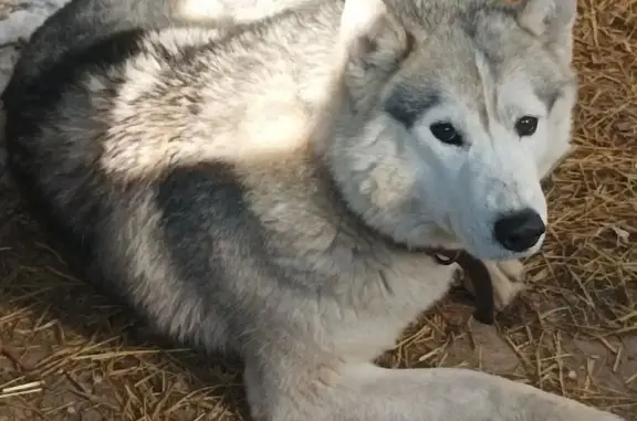 Собака найдена: Советская 90, Рыбная Слобода