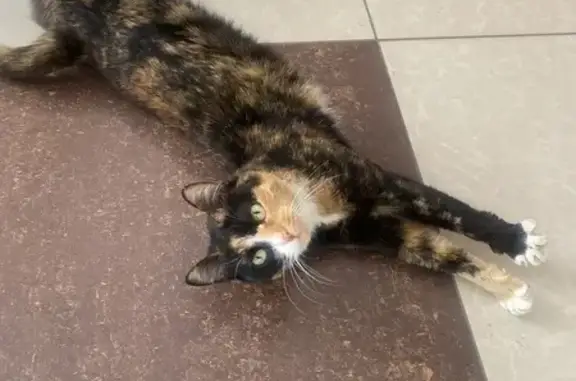 Найдена кошка, , фото: Кошка найдена на М-4, заправка Юксойл