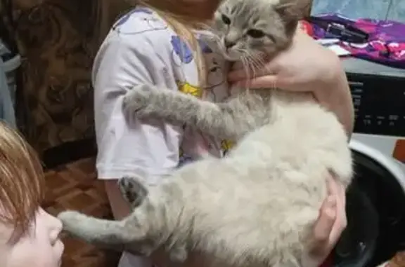 Найдена кошка, Тейково, фото: Сиамская кошка найдена на ул. 8 Марта, 13