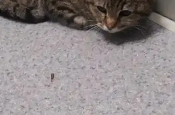 Найдена кошка, Новосибирск, фото: Котик найден в лифте ул. Уса, 13, Нск.