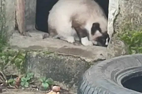 Найдена кошка, Калининградская область, фото: Найдена кошка, Ладушкин, Калининградская обл.