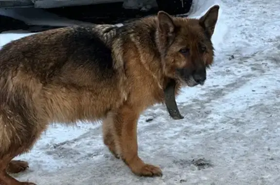Собака найдена на Зелёной, 3, Петрозаводск