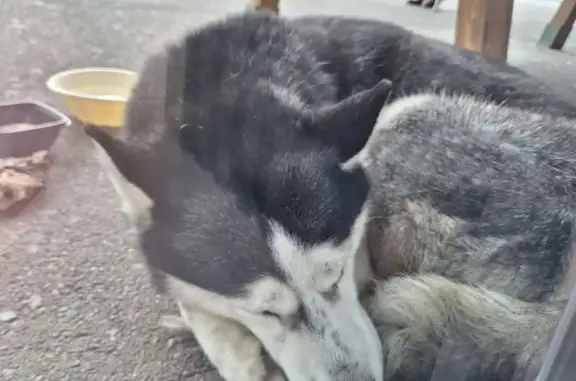 Найдена собака, Краснодар, фото: Хаски найдена, пр. Чекистов 1/3, Краснодар