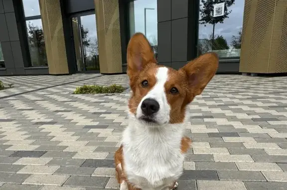 Собаки потеряшки, Екатеринбург, фото: Потеряшка корги на Белинского, 222, Екатеринбург