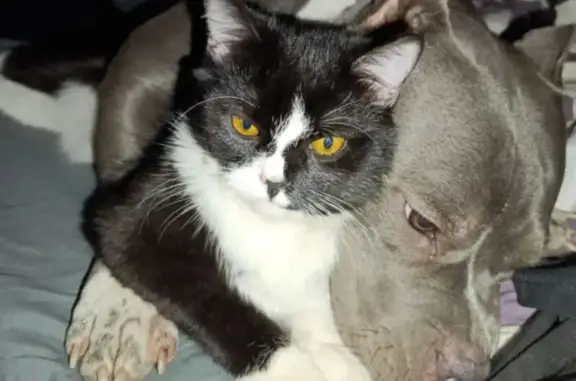 Кошки потеряшки, Макеевка, фото: Потеряшка кошка, Калинина 144, Макеевка