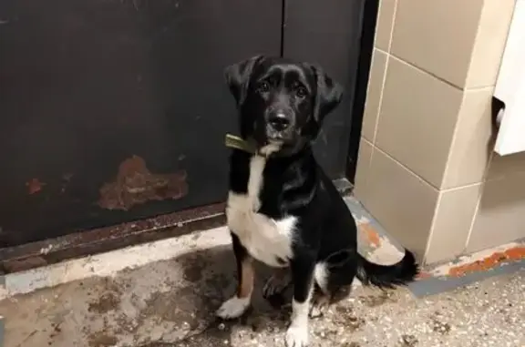 Собаки потеряшки, Хмельники, фото: Потеряшка собака Мила, Красноярский край