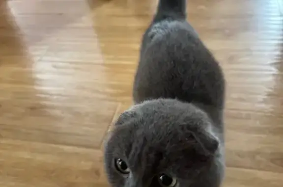 Найдена кошка, Павловская, фото: Кошка найдена: Павловская-Октябрьская