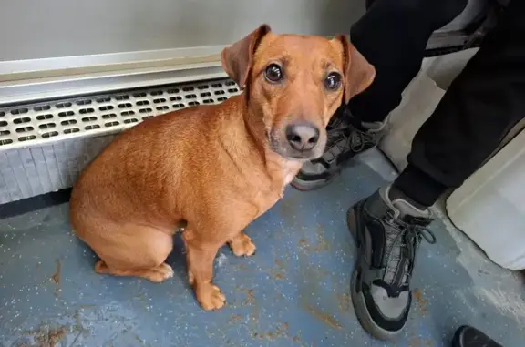 Собака найдена в автобусе №10, Архангельск