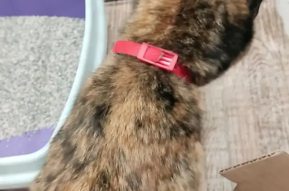 Найдена кошка, Михайловск, фото: Кошка найдена на ул. Кирова, 59