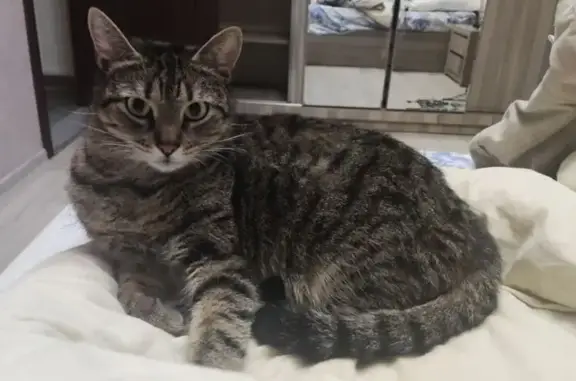 Кошки потеряшки, Тбилиси, фото: Потеряшка кошка, ул. Курдиани, 4, Тбилиси