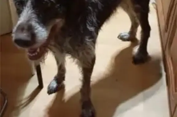 Собака найдена, ул. Кривоусова, Верх. Пышма