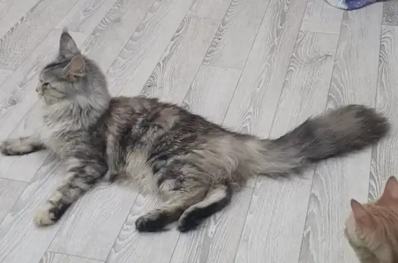 Кошки потеряшки, ЗАТО Знаменск, фото: Потеряшка кошка Анфиса, пр-т 9 Мая, 41