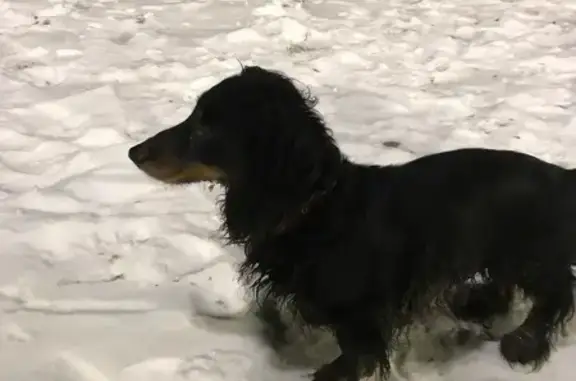 Найдена собака, Псков, фото: Такса найдена на Сиреневом бульваре, Псков