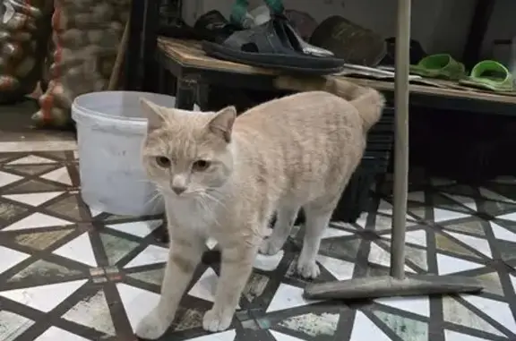 Найдена кошка, Владивосток, фото: Кошка найдена: Кубанская, 14, Владивосток