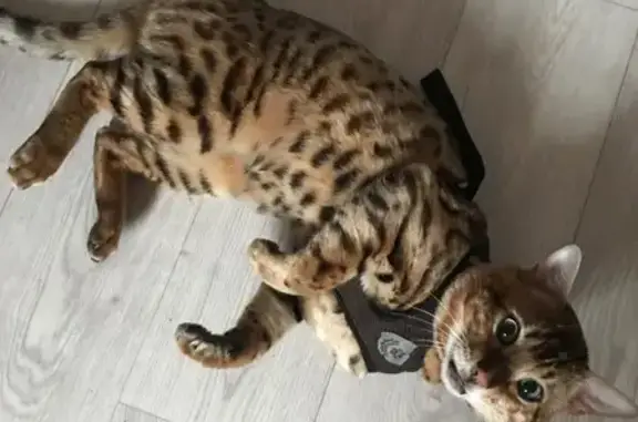 Кошки потеряшки, Саратовская, фото: Потеряшка кошка, Саратовская, Дон