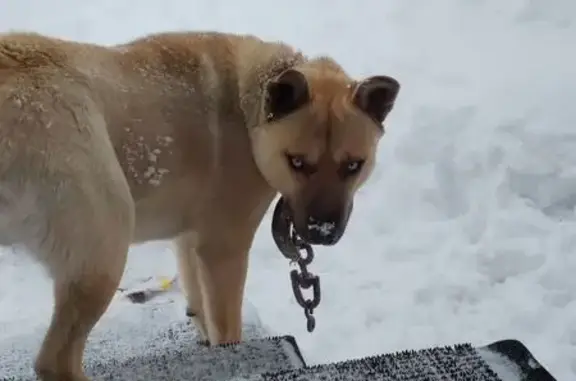 Собака найдена на Рабочей улице
