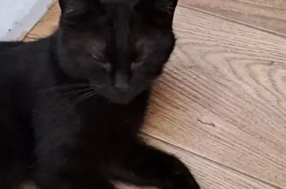 Кошка найдена на 88К-012, Большие Шали - photo