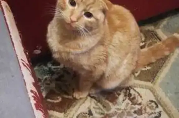 Потерянные животные Тверь, фото: Пропала кошка, ул. Достоевского, 20, Тверь