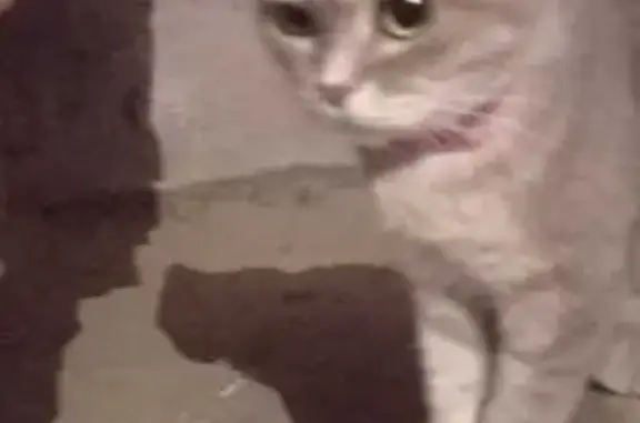 Найдена шотландская кошка, Вересаева 1/1