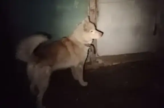 Найден пёс с ошейником, Широкая 46, Калуга