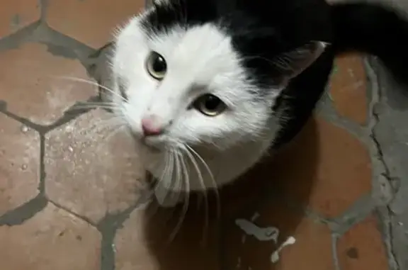 Кошка найдена: Иртышский проезд, 13