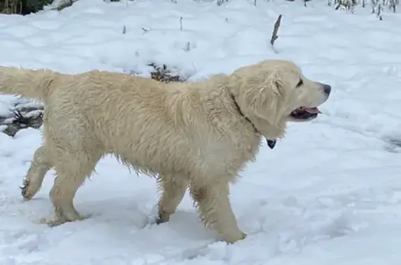 Найдена собака, Орел-Изумруд, фото: Лабрадор найден: Петрозаводская 10, Орёл