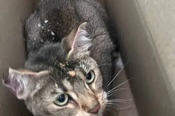 Найденные животные Нижневартовск, фото: Кошка найдена, ул. Чапаева 67, Нижневартовск