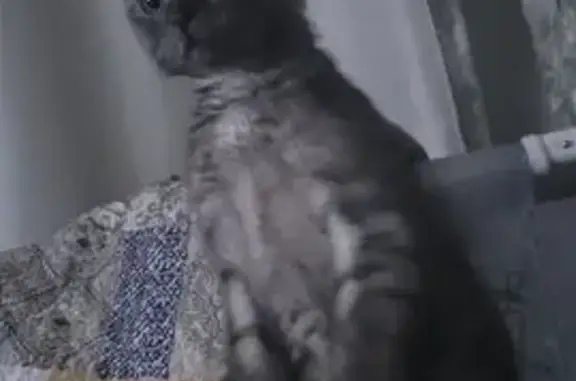 Потерянные животные Чебоксары, фото: Пропал котенок, ул. Ленинского Комсомола 14