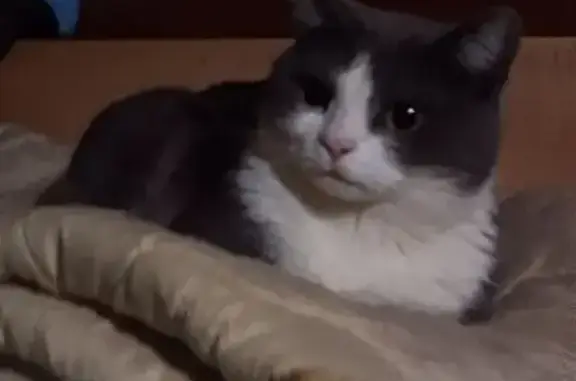 Кошки потеряшки, Москва, фото: Потеряшка кошка, Южнобутовская 123, Москва