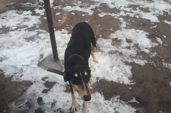 Собака найдена на Р-193, Бабяковское СП