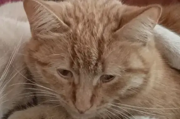 Кошки потеряшки, Агаповка, фото: Потеряшка рыжая кошка, Пролетарская 92