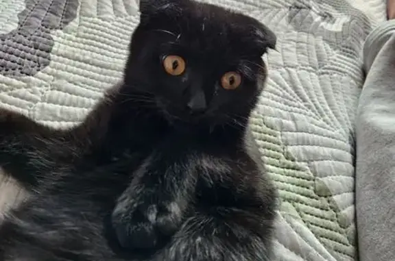 Кошки потеряшки, Республика Бурятия, фото: Потеряшка кошка, Поселье, Бурятия