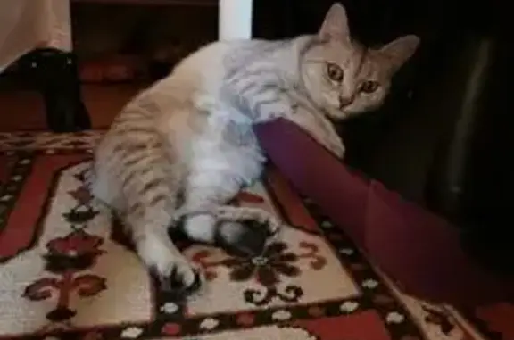 Кошки потеряшки, Пугачев, фото: Потеряшка кошка, Вокзальная 18, Пугачёв