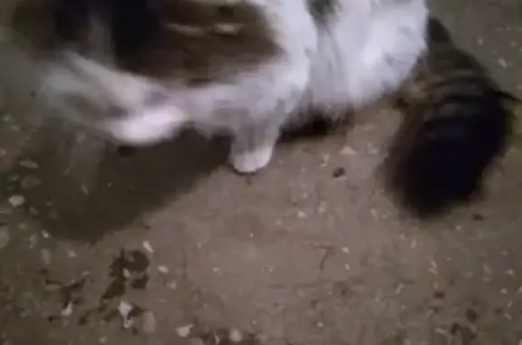 Кошки потеряшки, Сибай, фото: Потеряшка кошка, Сибай, ул. Ленина, 46