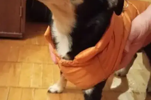 Найдена собака, Петрозаводск, фото: Собака найдена у парка 