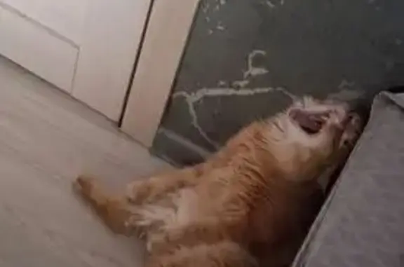 Кошки потеряшки, , фото: Потеряшка кошка, Цветной бульвар, 31