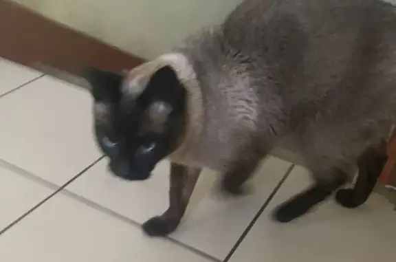 Кошка найдена на Гагарина 20, Ярославль