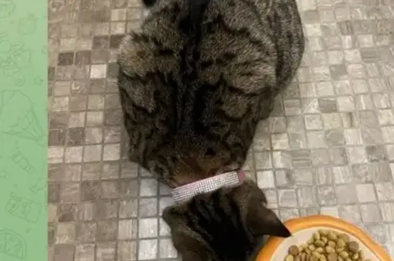 Найдена кошка, Москва, фото: Найдена кошка, Гостиничная ул. 10 к5