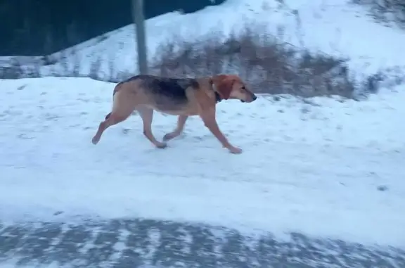 Найдена собака, Замартынье, фото: Найдена собака в Замартынье, 42К-218