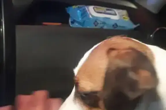 Найдена собака, Архангельск, фото: Собака найдена у ТЦ Макси, Архангельск