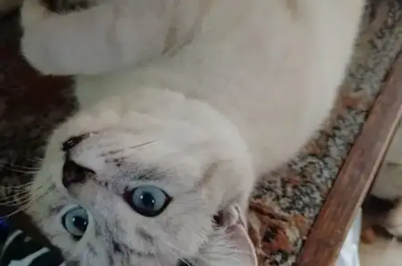 Кошки потеряшки, Южа, фото: Потеряшка кошка, Пионерская ул., Южа