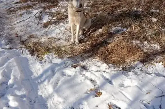 Собака найдена на Р-120, Плоское