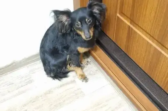 Найдена собака, Томск, фото: Найден пёс, ул. И. Черных, Томск