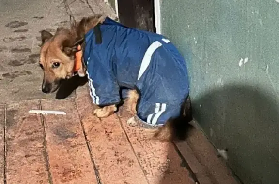 Найдена собака, Рязань, фото: Собака найдена: ул. Ленинского Комсомола, 6