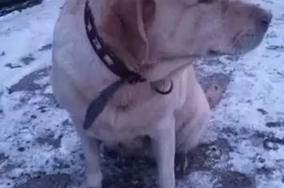 Лабрадор найден: ул. Ленина, 59, Боголюбово