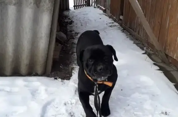 Найдена собака, Брюховецкая, фото: Собака найдена, ул. Железнодорожная, 14