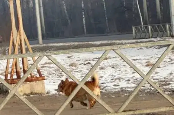 Собака с красным ошейником, Бабича 2