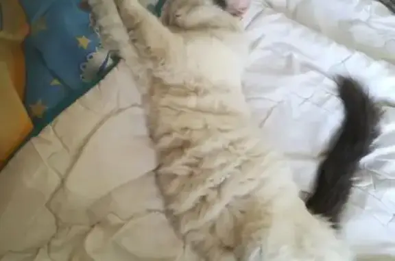 Потерянные животные Берсеневка, фото: Пропала кошка, Южная ул., Берсеневка